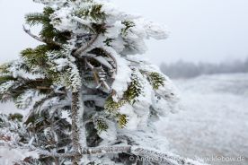 IMG_5538r.jpg