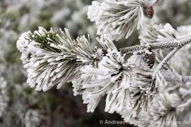 IMG_5546r.jpg
