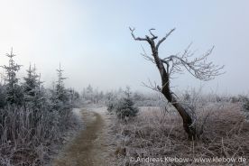 IMG_5560r.jpg