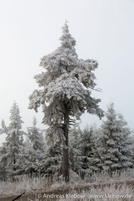 IMG_5573r.jpg