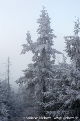 IMG_5575r.jpg