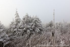 IMG_5598r.jpg